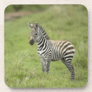 Junger Zebra im Serengeti schlicht Untersetzer