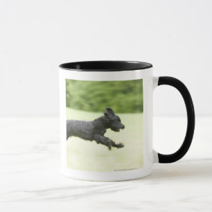 Junges (5 Monate) schwarzes Briard (Berger de Tasse