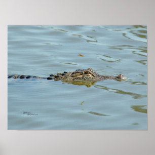 Junges Alligatorplakat Poster