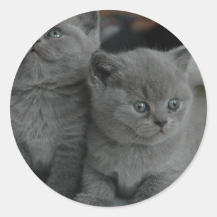 junges Kätzchen Haustier schnurren miauen Kitty sü Runder Aufkleber