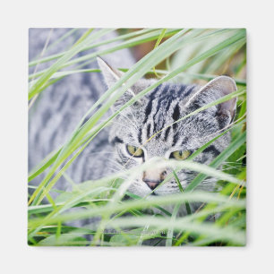 junges Katzenporträt Magnet