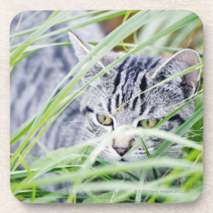 junges Katzenporträt Untersetzer