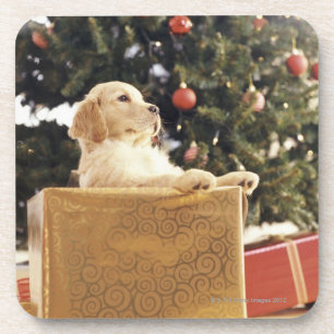 Junges Labrador, das auf einem Weihnachtsgeschenk Untersetzer