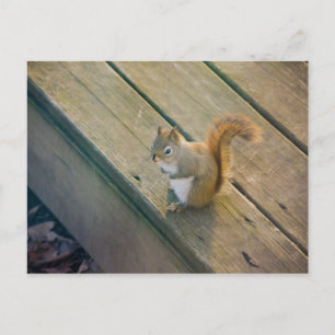 Junges rotes Eichhörnchen / junges Rotes Eichhörnc Postkarte