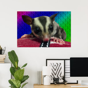Junges Sugar Glider Poster