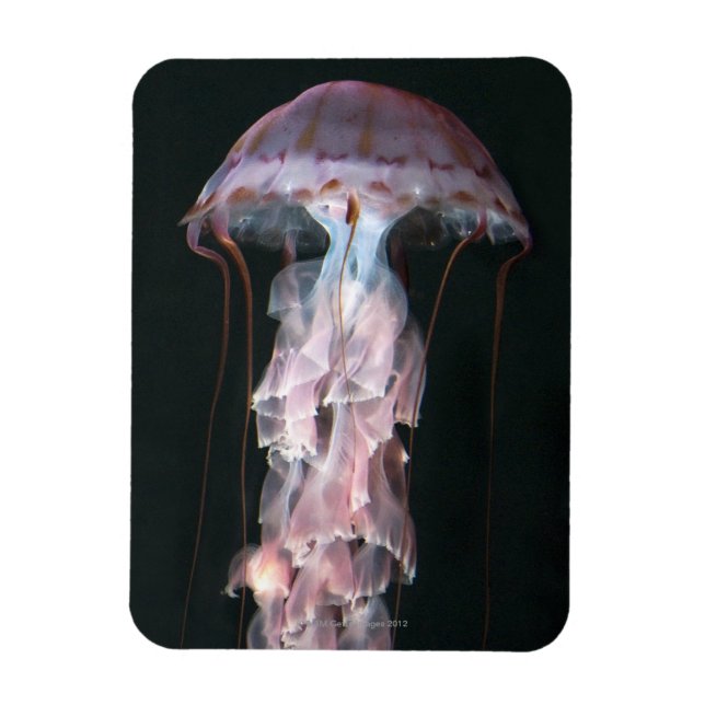 Jungfische, Chrysaora (Pelagia) Magnet (Vertikal)