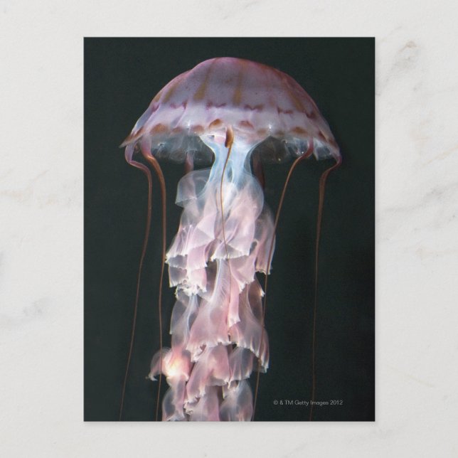 Jungfische, Chrysaora (Pelagia) Postkarte (Vorderseite)