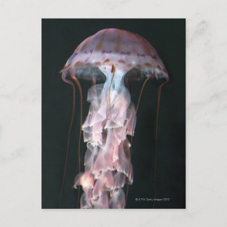Jungfische, Chrysaora (Pelagia) Postkarte