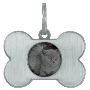 Jungkatze mit Haustier meow niedliche Katze Tiermarke