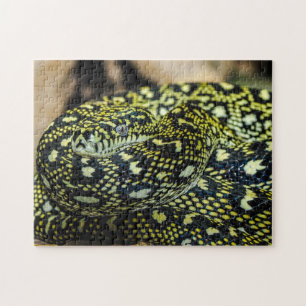Jungle Carpet Python Snake