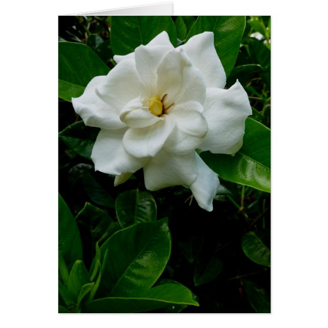 Jungle Gardenia (Devant)