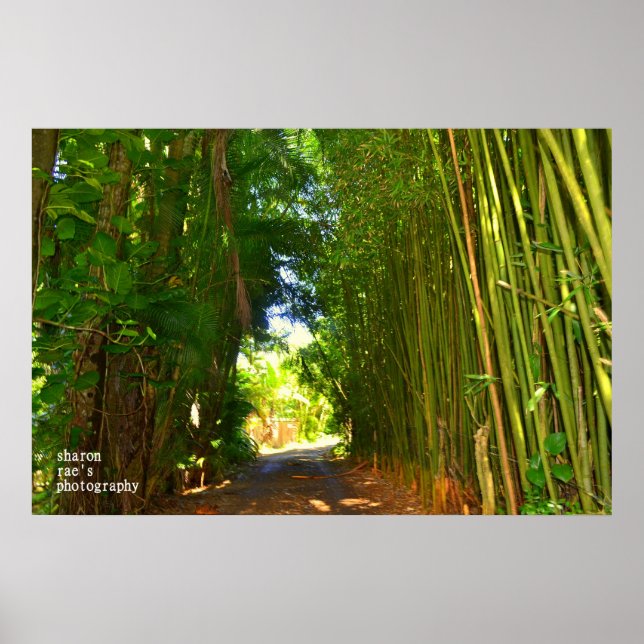 Jungle Poster (Vorne)