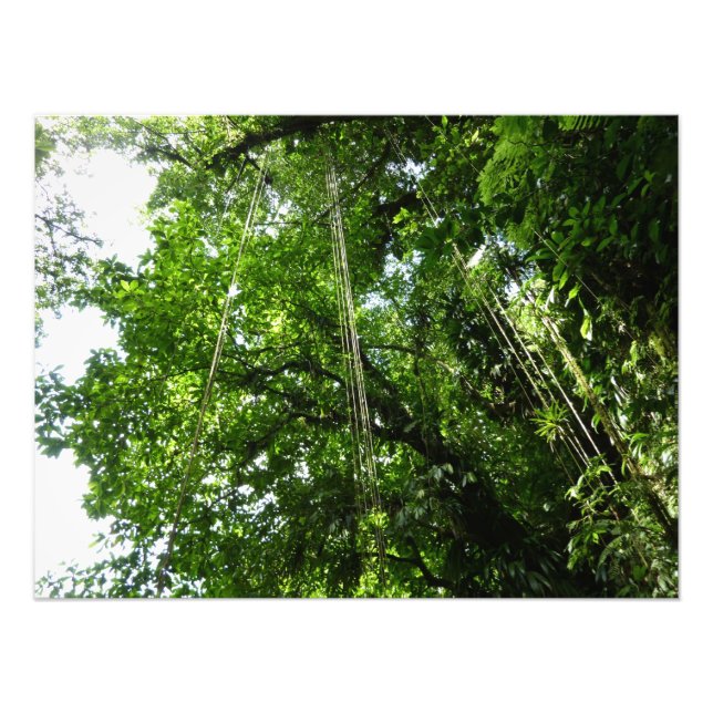 Jungle Ropes Rainforest Fotografie (Vorne)