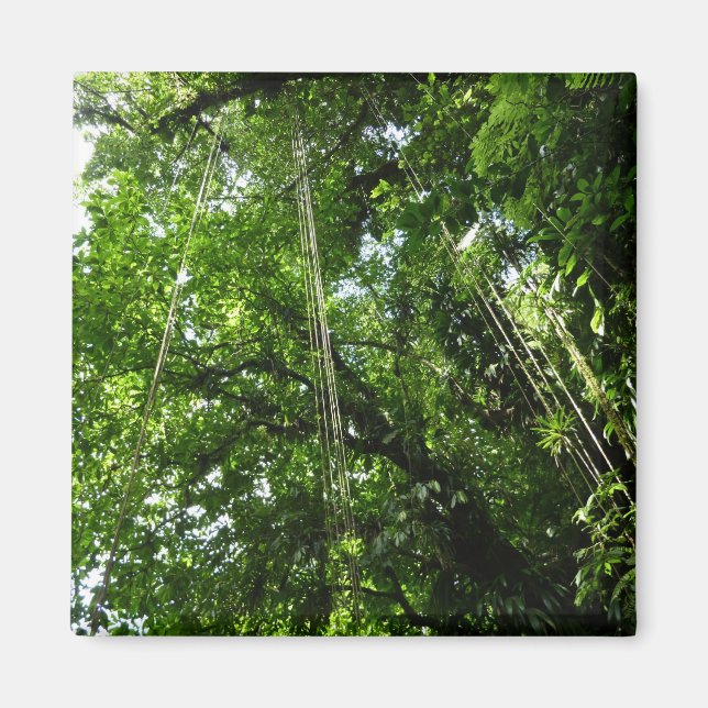 Jungle Ropes Rainforest Fotografie Magnet (Vorne)