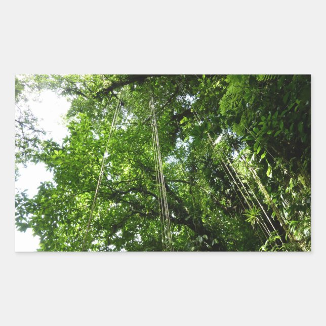 Jungle Ropes Rainforest Fotografie Rechteckiger Aufkleber (Vorderseite)