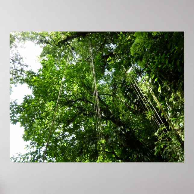 Jungle Ropes Tropical Rainforest Fotografie Poster (Vorne)