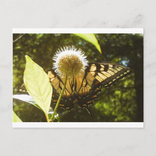 Juni-Monarch Postkarte (Vorderseite)