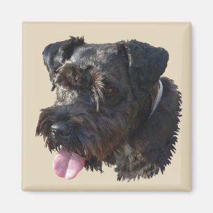 Junior le Schnauzer, aimant