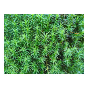 Juniper Hair Cap Moss Fotodruck