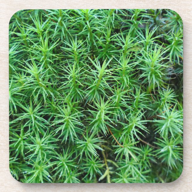 Juniper Hair Cap Moss Getränkeuntersetzer (Vorderseite)