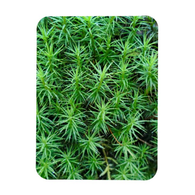 Juniper Hair Cap Moss Magnet (Vertikal)