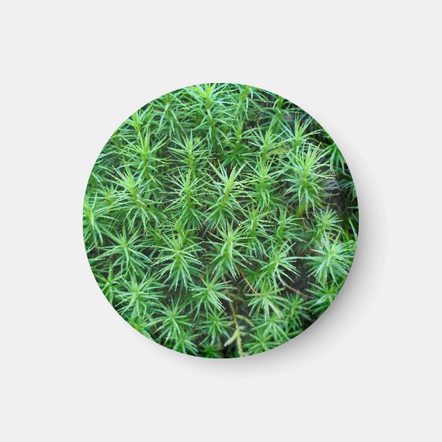 Juniper Hair Cap Moss Magnet (Vorne)