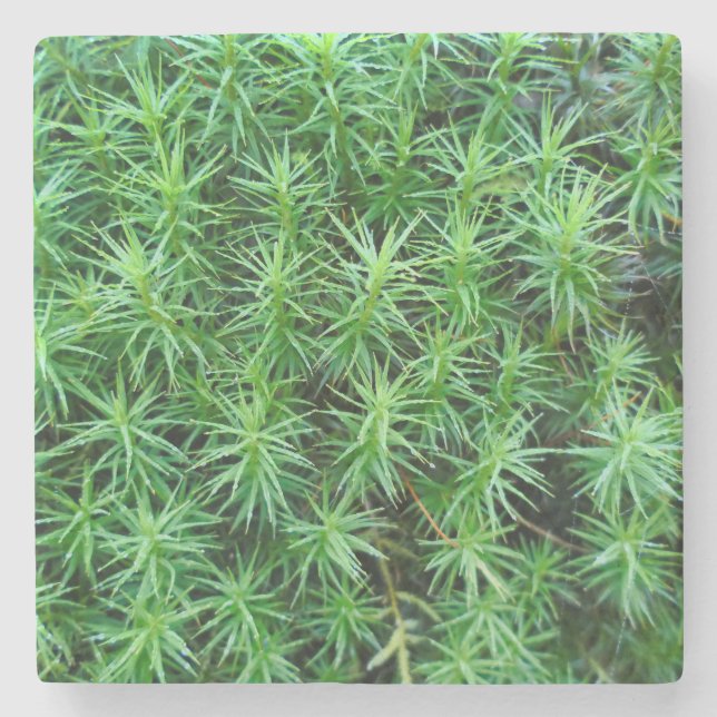 Juniper Hair Cap Moss Steinuntersetzer (Vorderseite)