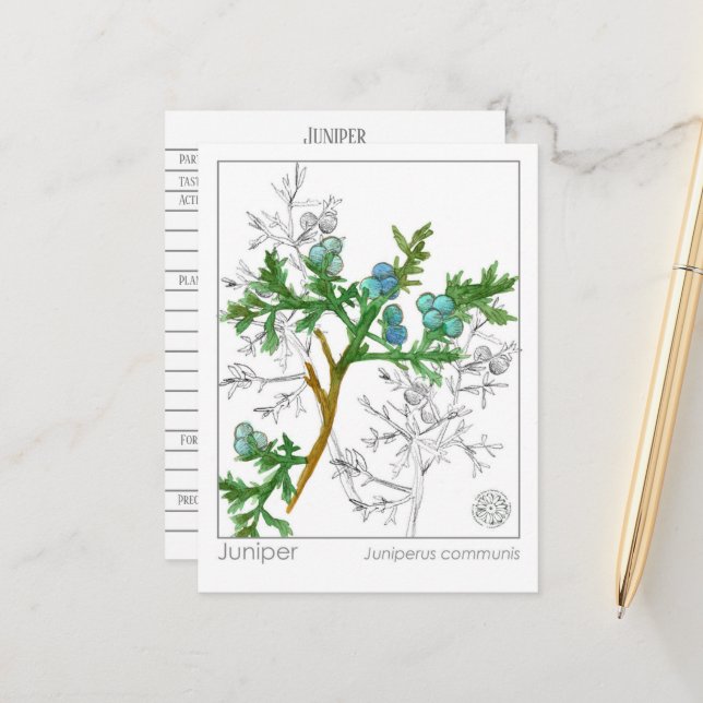 Juniper Materia Medica Monograph Kräuterstudie Postkarte (Vorderseite/Rückseite Beispiel)