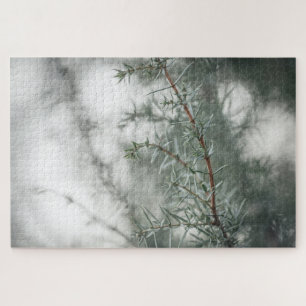 Juniper Nature Foto