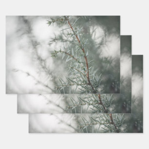 Juniper Nature Foto Geschenkpapier Set