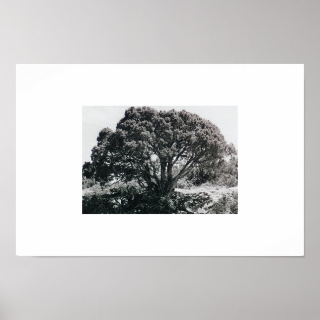 Juniper Tree Poster (Vorne)
