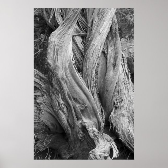 Juniper Trunk Poster (Vorne)