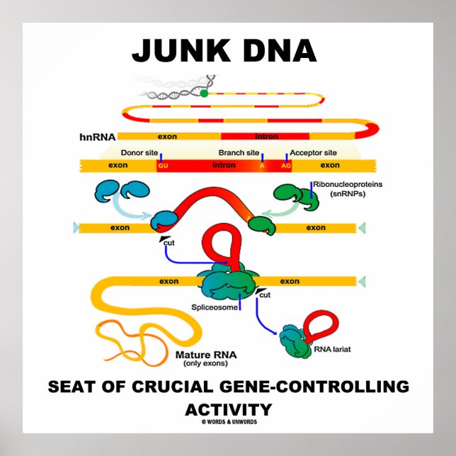 Junk-DNA-Sitzplatz von entscheidender Bedeutung fü Poster (Vorne)