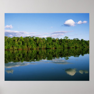 Juruena, Brasilien. Bewaldete Flussufer gespiegelt Poster