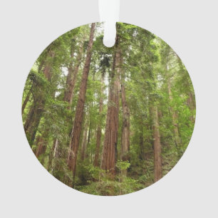 Jusqu'à Redwoods I au monument national de Muir Wo