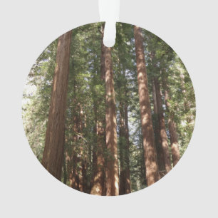 Jusqu'aux séquoias II à Muir Woods National Monume