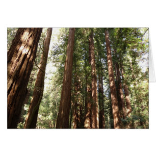 Jusqu'aux séquoias II à Muir Woods National Monume
