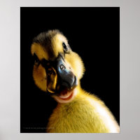 Just Ducky