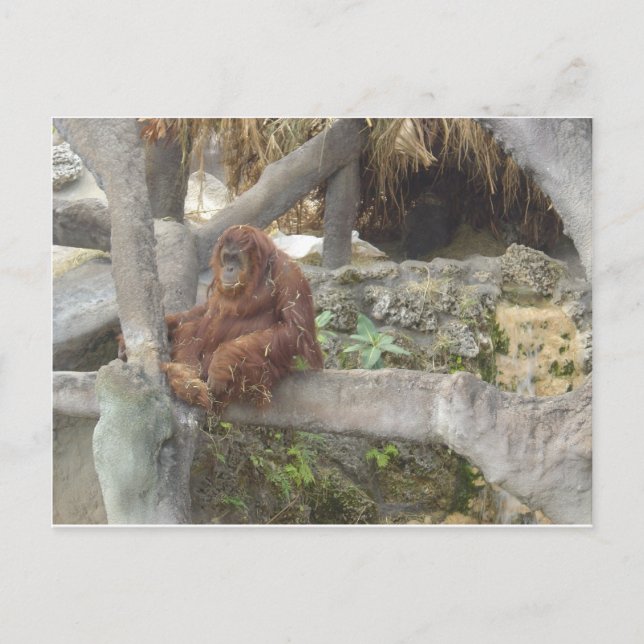 Just Hangin Out Postkarte (Vorderseite)