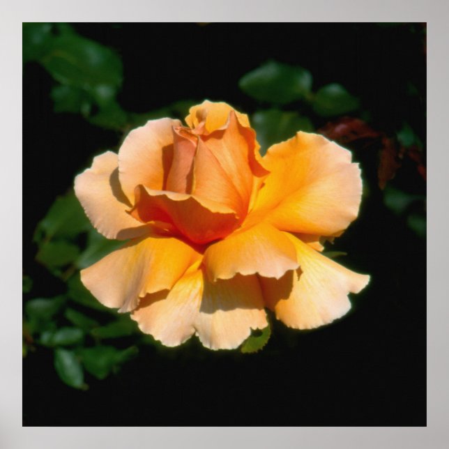 Just Joey Hybrid Tee Rose Poster (Vorne)