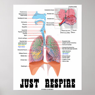 Just Respire (Respiratorisches System) Poster