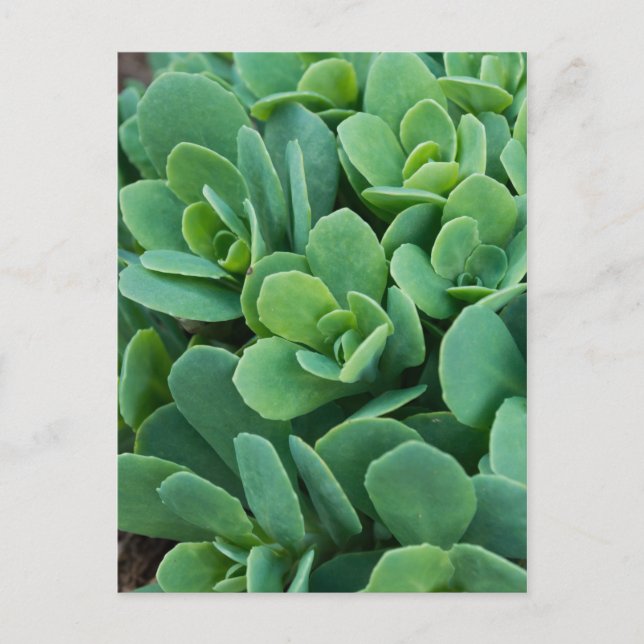 Just Sedum Postkarte (Vorderseite)