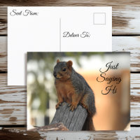 Just Sprichwort Hi | Niedliches Eichhörnchen-Foto