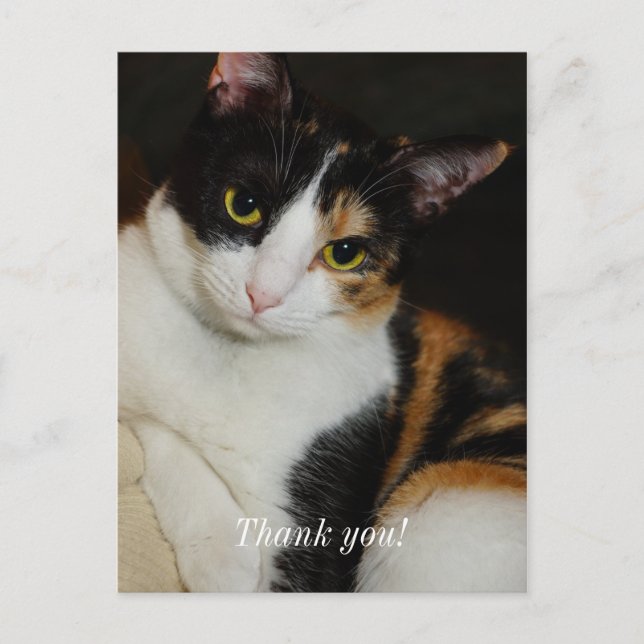 Juste à traîner Merci Carte postale (Devant)