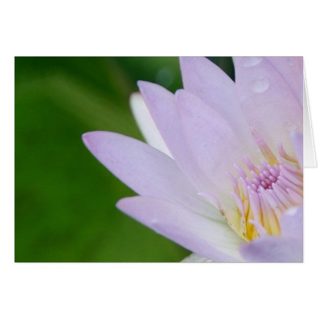 Juste pour vous/Lotus en photographie (Devant horizontal)
