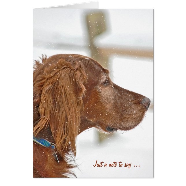 Juste une note Irish Setter (Devant)