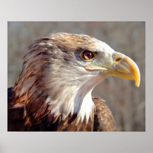Juvenile American Bald Eagle Poster