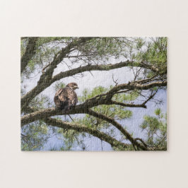 Juvenile Bald Adler in einem Kiefernbaum