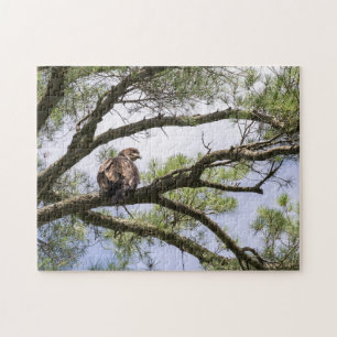 Juvenile Bald Adler in einem Kiefernbaum