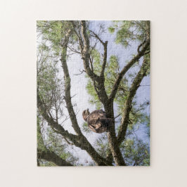 Juvenile Bald Adler in einem Kiefernbaum